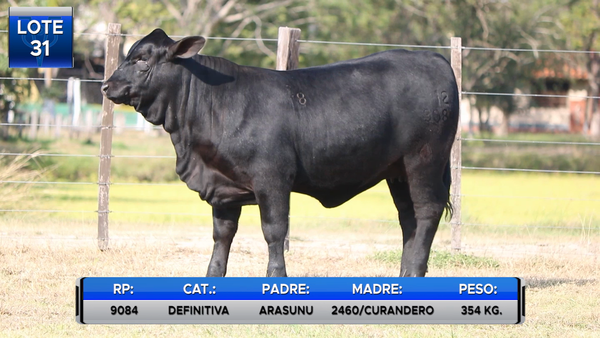 Lote TERNERA BRANGUS RESERVA DE CABAÑA  -LOTE 31