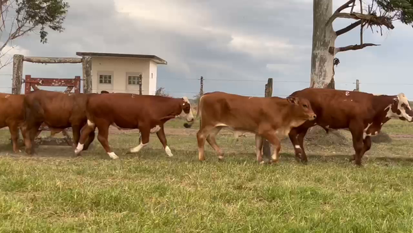 Lote 100 Terneros en Corrientes, Curuzú-Cuatiá