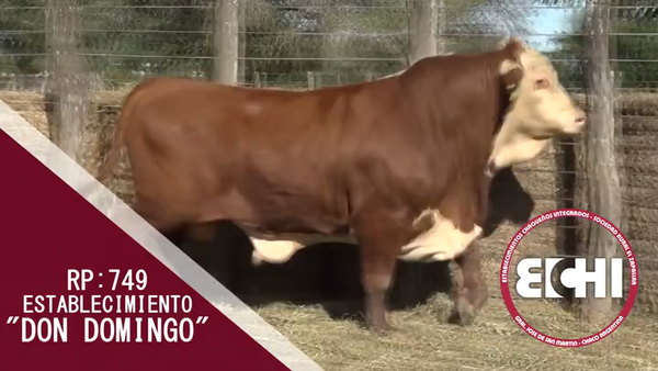 Lote TORO BRAFORD CABAÑA DON DOMINGO