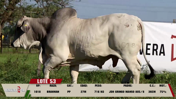 Lote LOTE 53