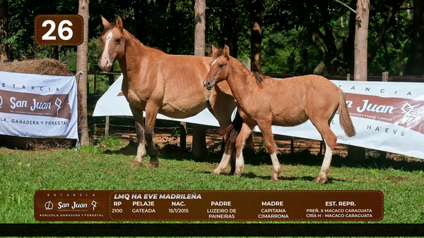 Lote LOTE 26