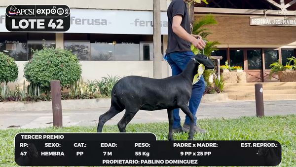 Lote LOTE 42 - BOZAL