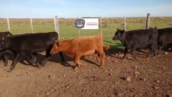 Lote 40 Terneros Carnicera 150kg -  en Parada fariña