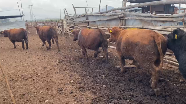 Lote 20 Vaquilla Gorda en Codegua, VI Región O'Higgins