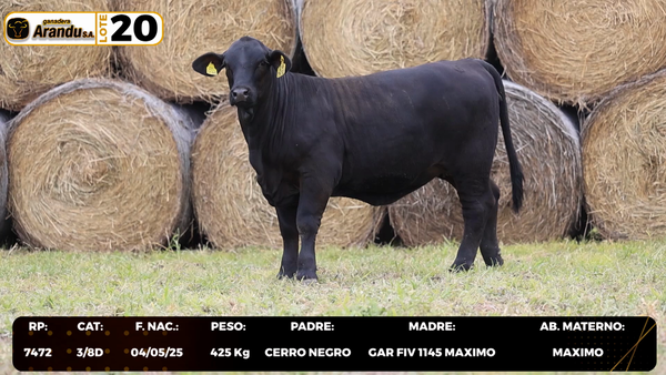 Lote LOTE 20