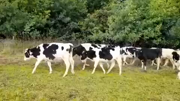 Lote 40 Ternero en Fresia, X Región Los Lagos