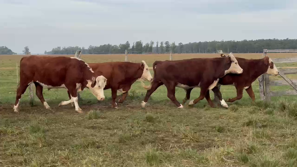 Lote 90 Novillos en Corrientes, Paso de Los Libres