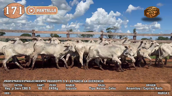 Lote LOTE 171 - PANTALLA