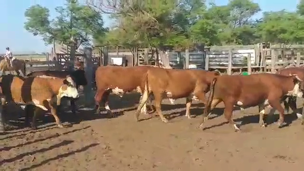 Lote 62 Novillos en Vilelas, Santiago del Estero