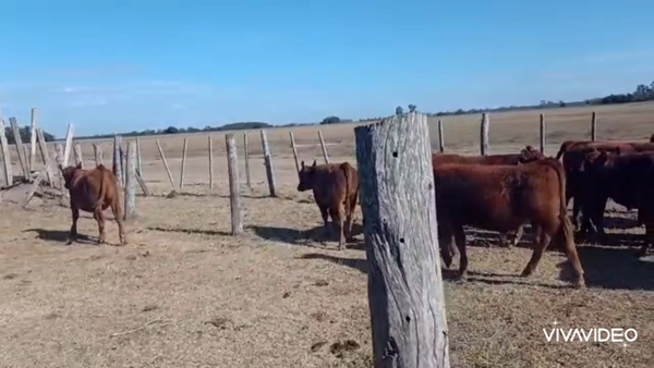 Lote 24 Terneros en Brandsen, Buenos Aires