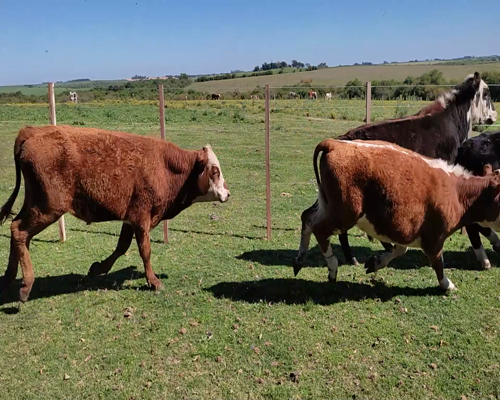 Lote (Vendido)21 Terneros 5 HE X AA,  7 HE X RA,  5 NO,  1 AA,  1 HE,  1 HO COL,  1 BR X HE 213kg - , Colonia