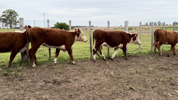 Lote VAQUILLONAS MAS DE 2 AÑOS