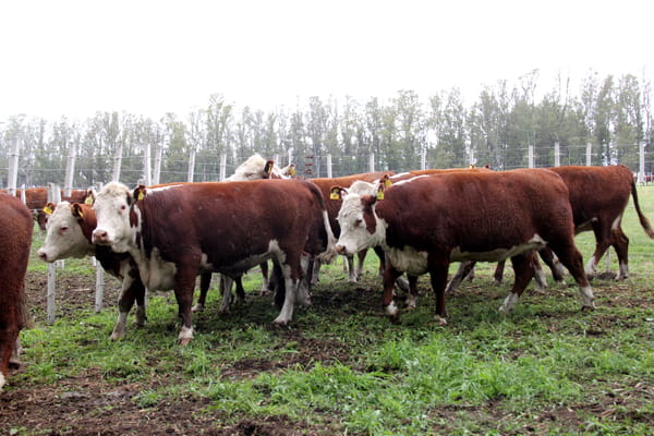Lote VAQUILLONAS PREÑADAS RG HEREFORD -PARICION OTOÑO 2022