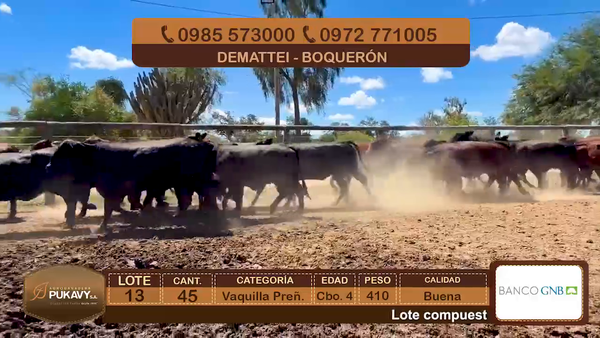 Lote Vaquillas Preñadas