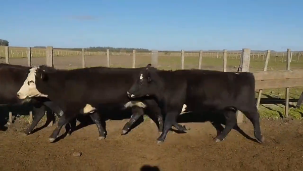 Lote Vacas Preñadas