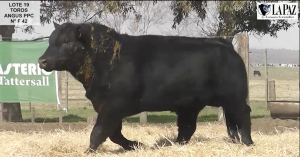 Lote TOROS PUROS POR CRUZA