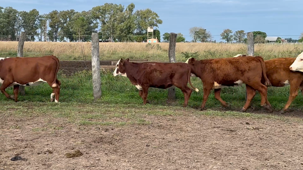 Lote 70 Terneras