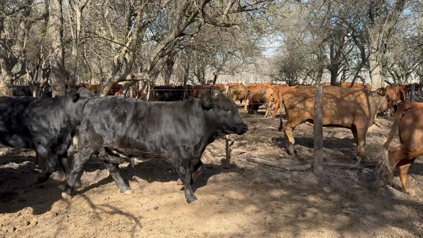 Lote 37 Novillitos y vaquillonas