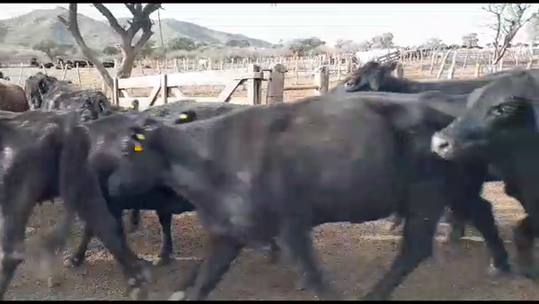 Lote 150 VACAS BRANGUS APTO CHINA EN DEAN FUNES, CÓRDOBA