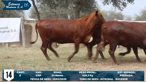 Lote LOTE 14