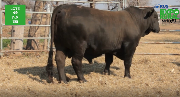 Lote TORO BRANGUS REG. DEFINITIVO