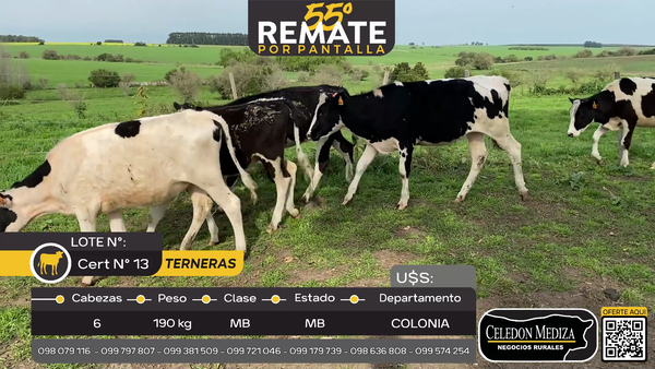 Lote 6 Terneras en Manantiales, a 20 km de  Tarariras, Colonia