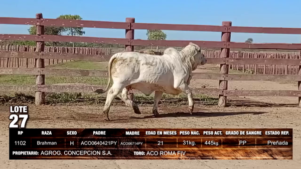 Lote Brahman