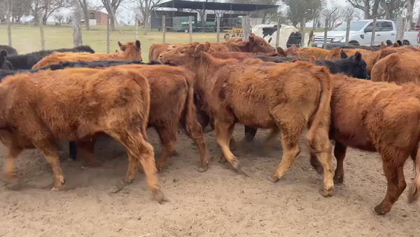 Lote 110 Terneras en Pehuajó, Buenos Aires