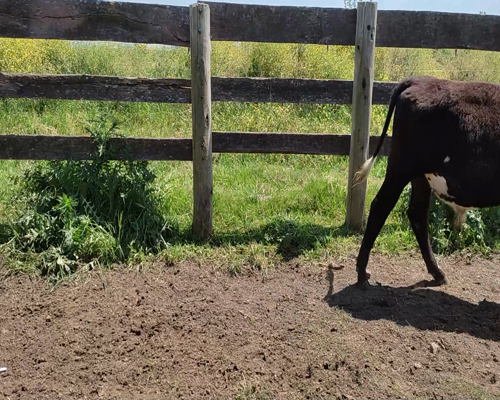 Lote (Vendido)12 Terneros AA XHO 178kg - , Colonia