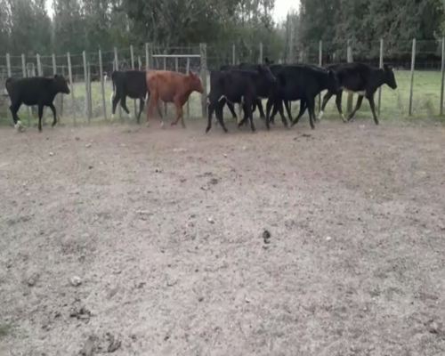 Lote Terneras