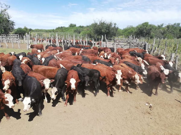Lote 110 Terneros/as en Federal, Entre Ríos