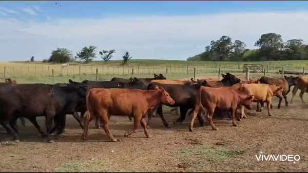 Lote 60 Vaquillonas en Bolívar, Buenos Aires