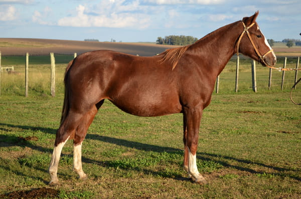 Lote CATANDUVA GERALDINE