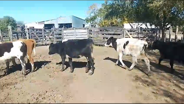 Lote 5 Terneros Hol Cr en Jesus Maria