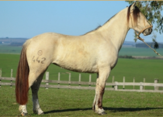 Lote JARDINERA 442 DE LA CASILLA