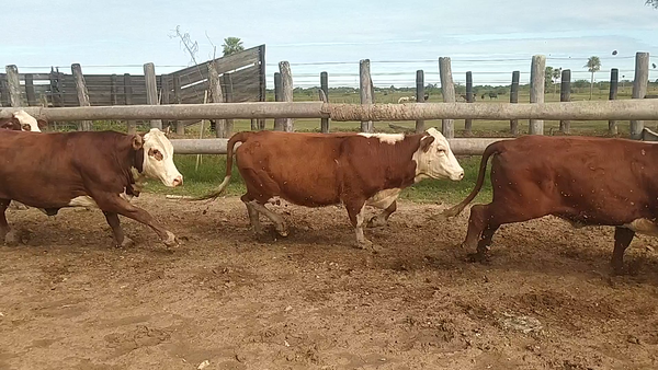 Lote 31 Vaquillonas en Laguna Limpia, Chaco
