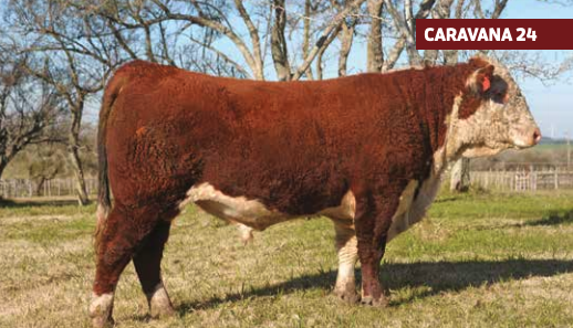 Lote VALLE DEL LAUREL