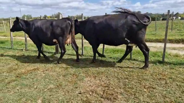 Lote 2 Vaca, San José