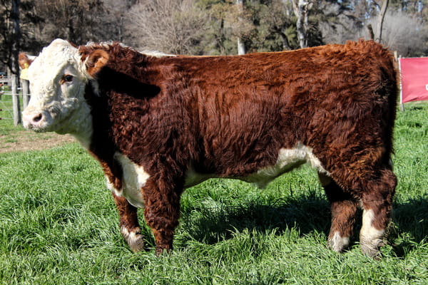 Lote Toro PP