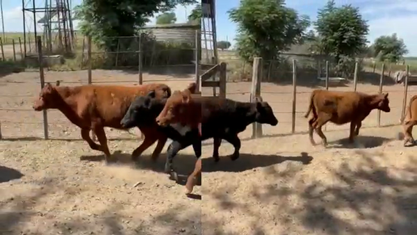 Lote 73 Terneros/as en Lobos, Buenos Aires