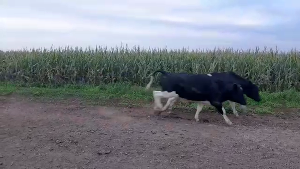 Lote 12 Terneros en Santa Fe, Sunchales