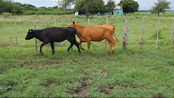 Lote VAQUILLONAS 1 A 2 AÑOS