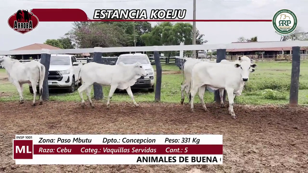 Lote VAQUILLAS SERVIDAS