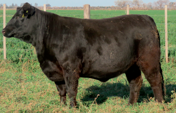 Lote Vaquillonas Brangus -  Don Pedro