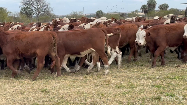 Lote 103 Terneras y vaquillas en Corrientes, Perugorría