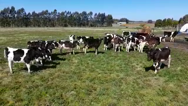 Lote (Vendido)23 Terneros HOLANDO 90kg -  en RUTA 1 KM 68