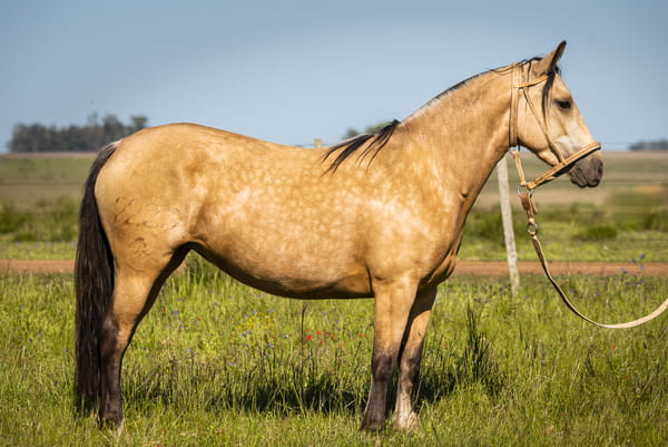 Lote DEL SILENCIO MARY