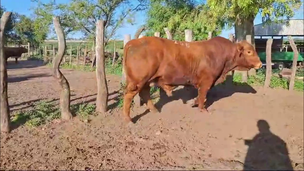 Lote 3 Toros PI / PO / PC 3 BS en CANGÜE