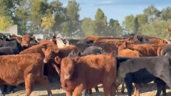Lote 110 Terneras
