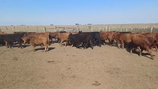 Lote 75 Terneros